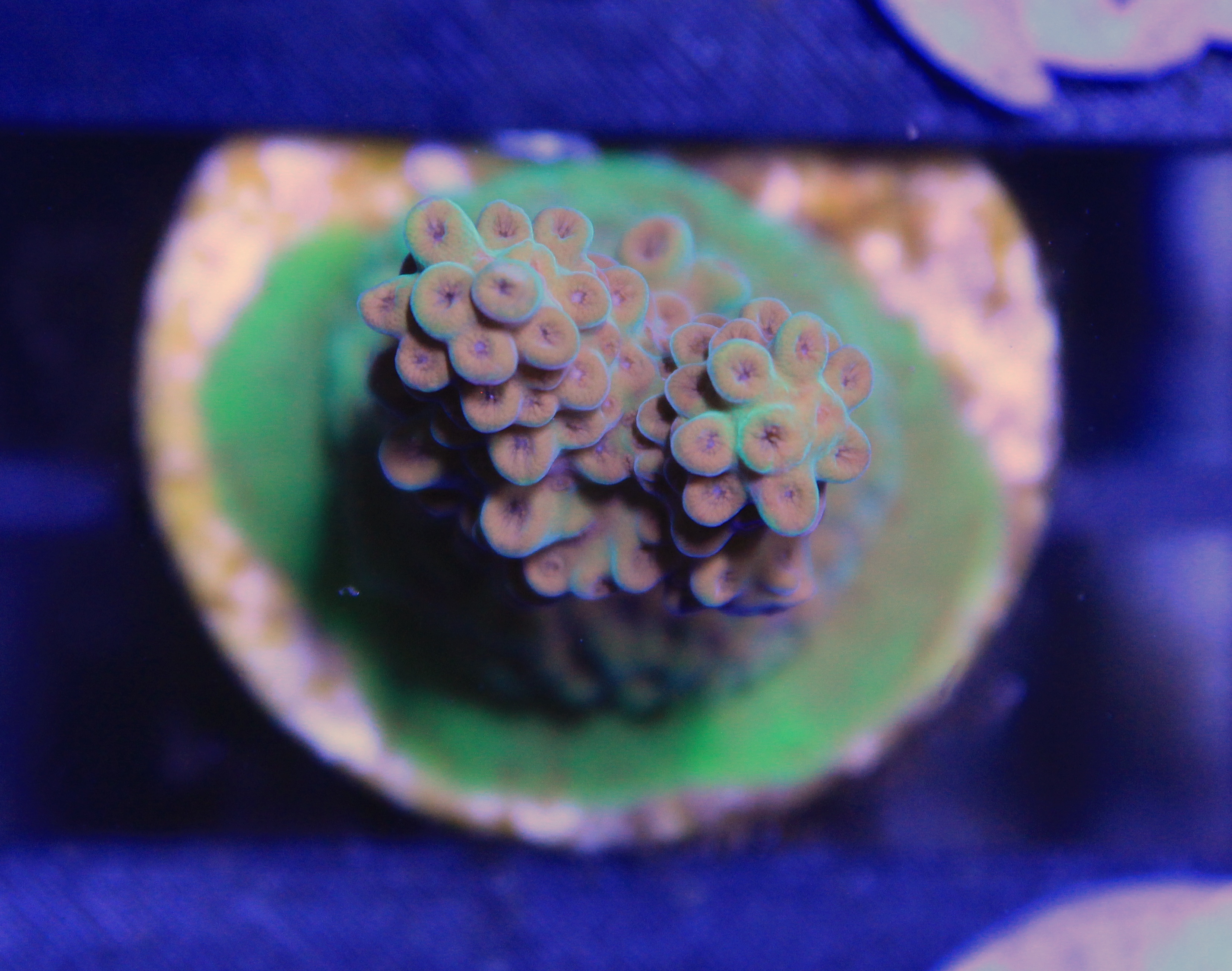 053 Acropora