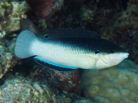 Anampses Neoguinaicus