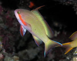Pseudanthias Huchtii