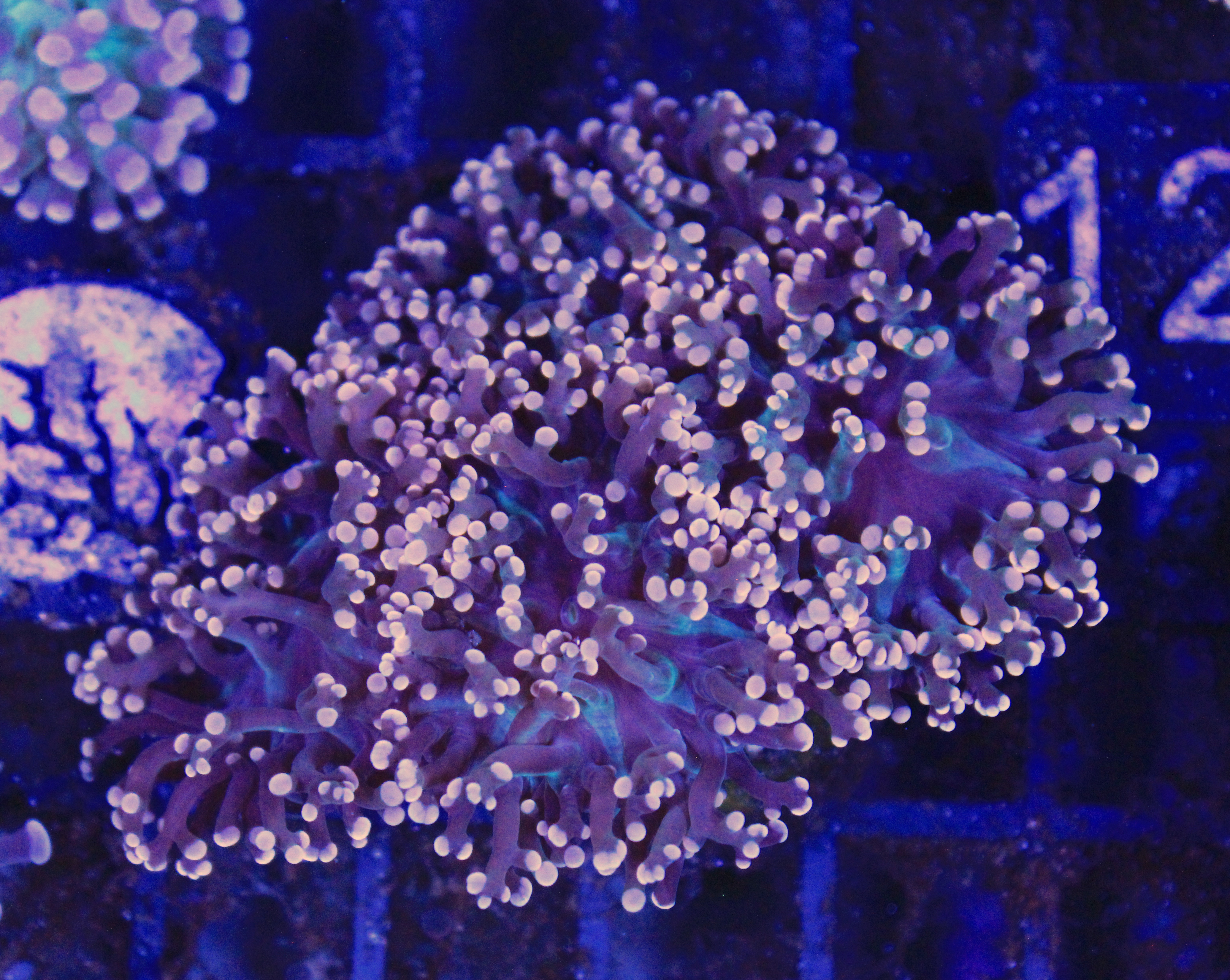 160 euphyllia Frogspawn 3 koppen