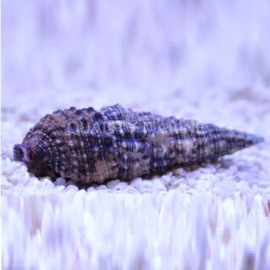 Cerithium sp.