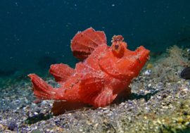 Rhinopias Eschmeyeri
