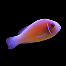 Amphiprion Perideraion