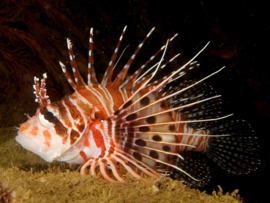 Pterois Antennata