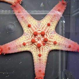 Pentaceraster Regulus