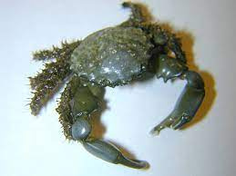 Mithrax sculptus sp. - Emerald Crab