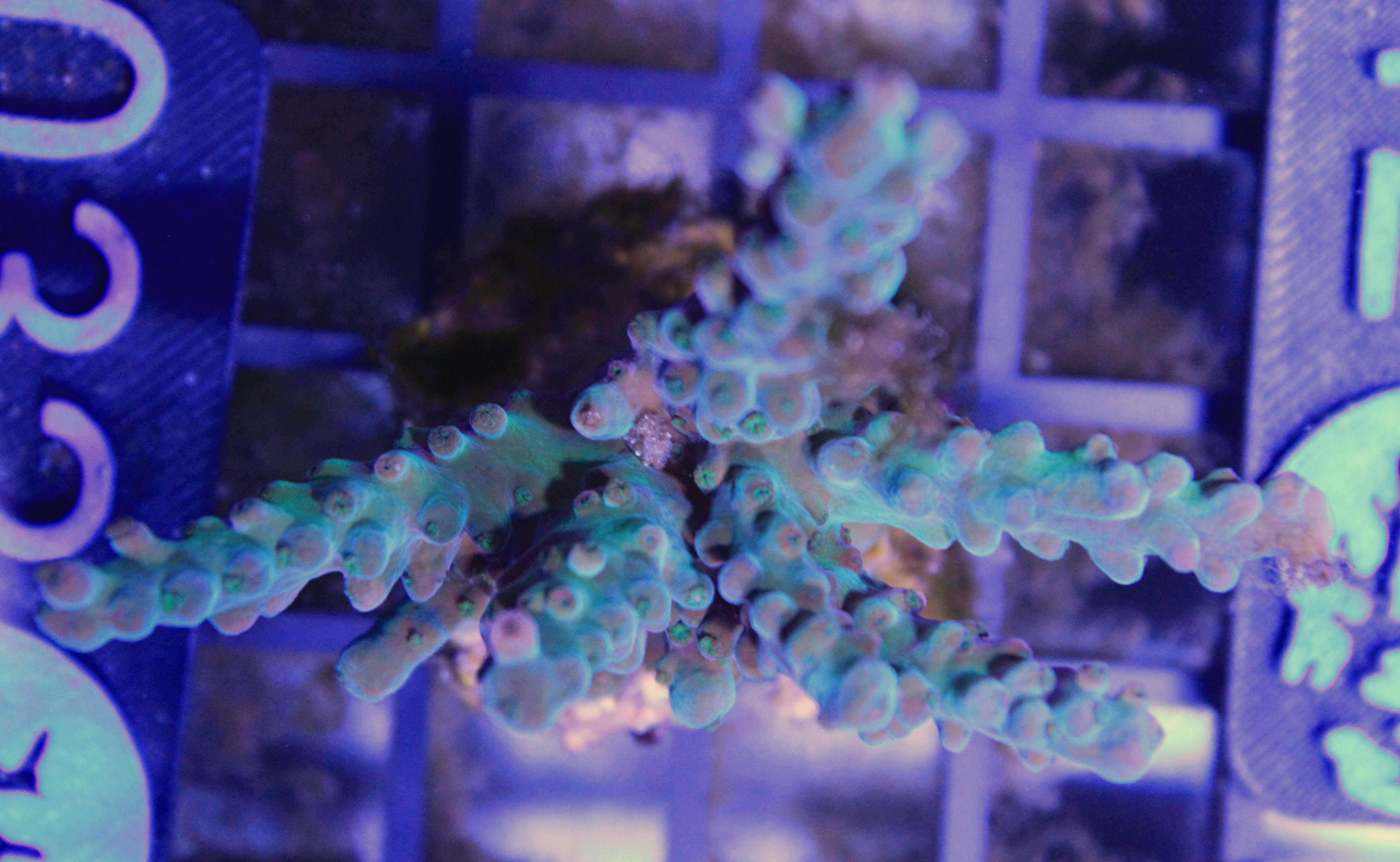 032 acropora