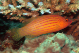 Pseudocheilinus Octotaenia