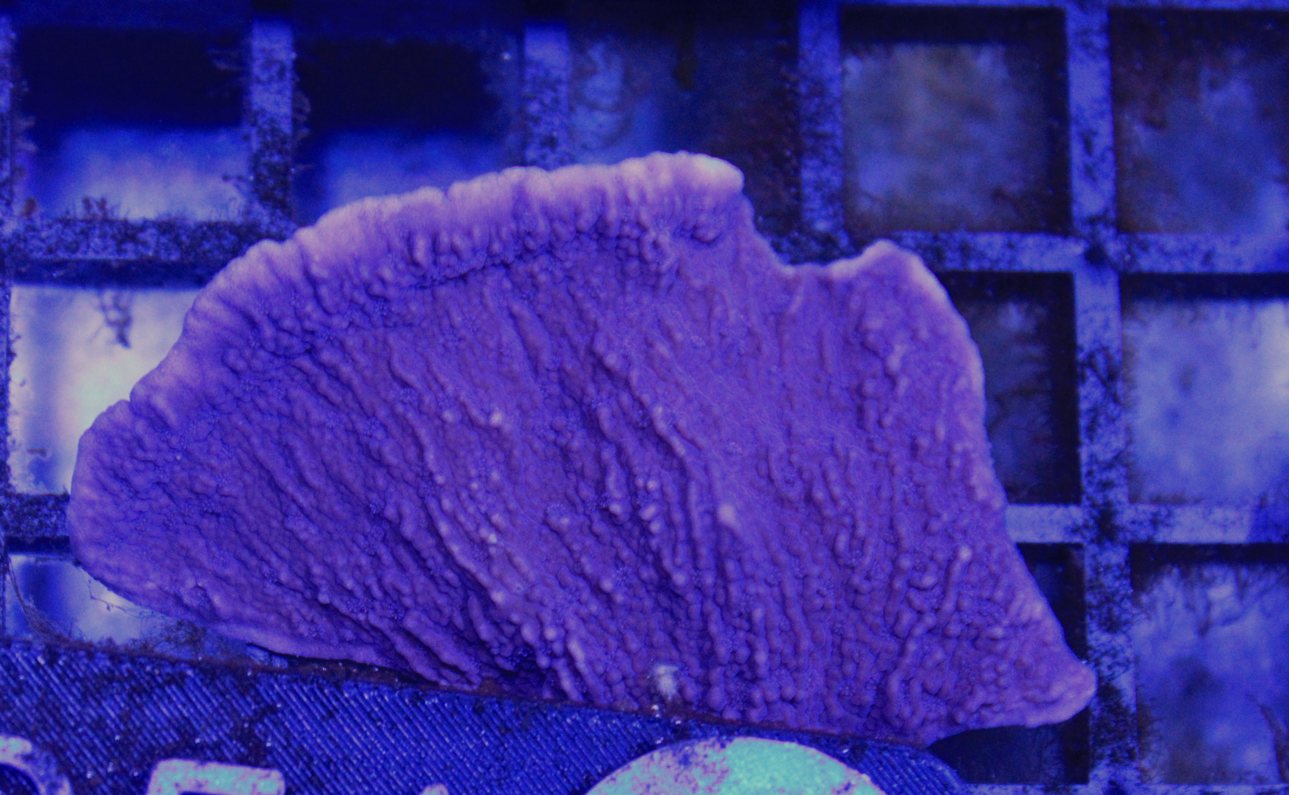 051 montipora paars ( sennas koralen kweek )