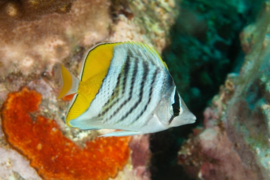 Chaetodon Madagascariensis