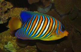 Pygoplites Diacanthus (M)