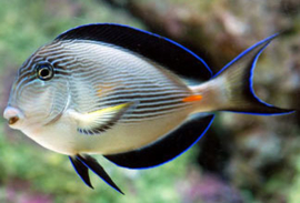 Acanthurus Sohal