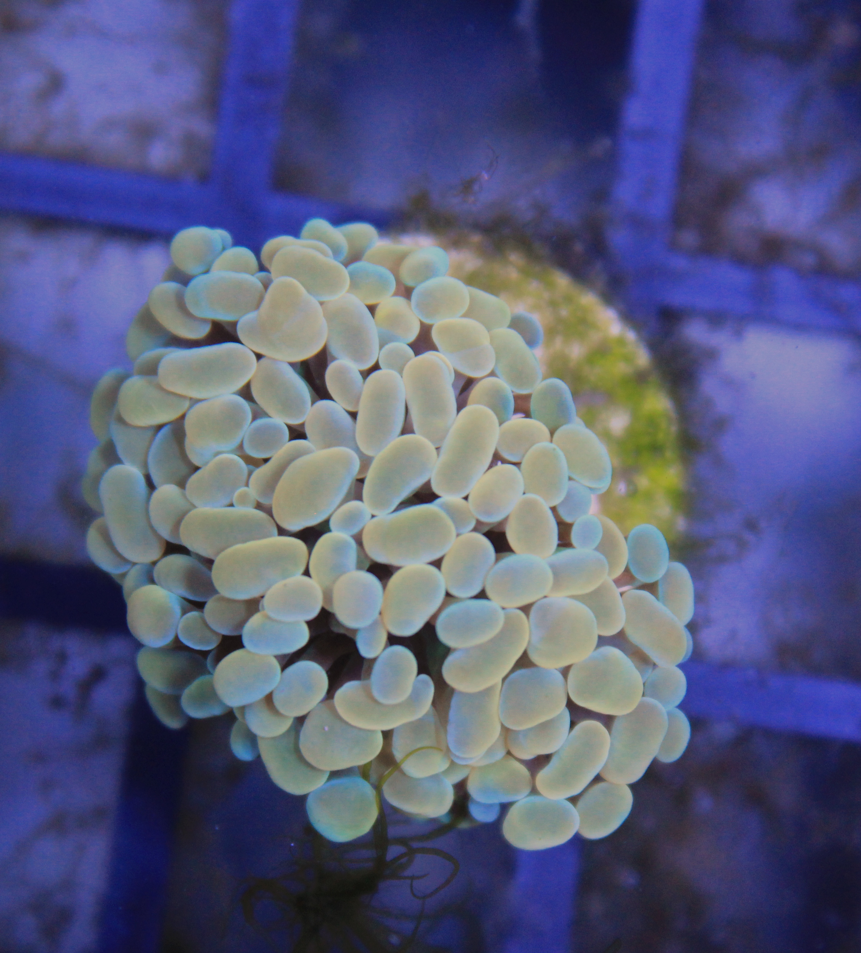 200 euphyllia gold/orange 2 koppen