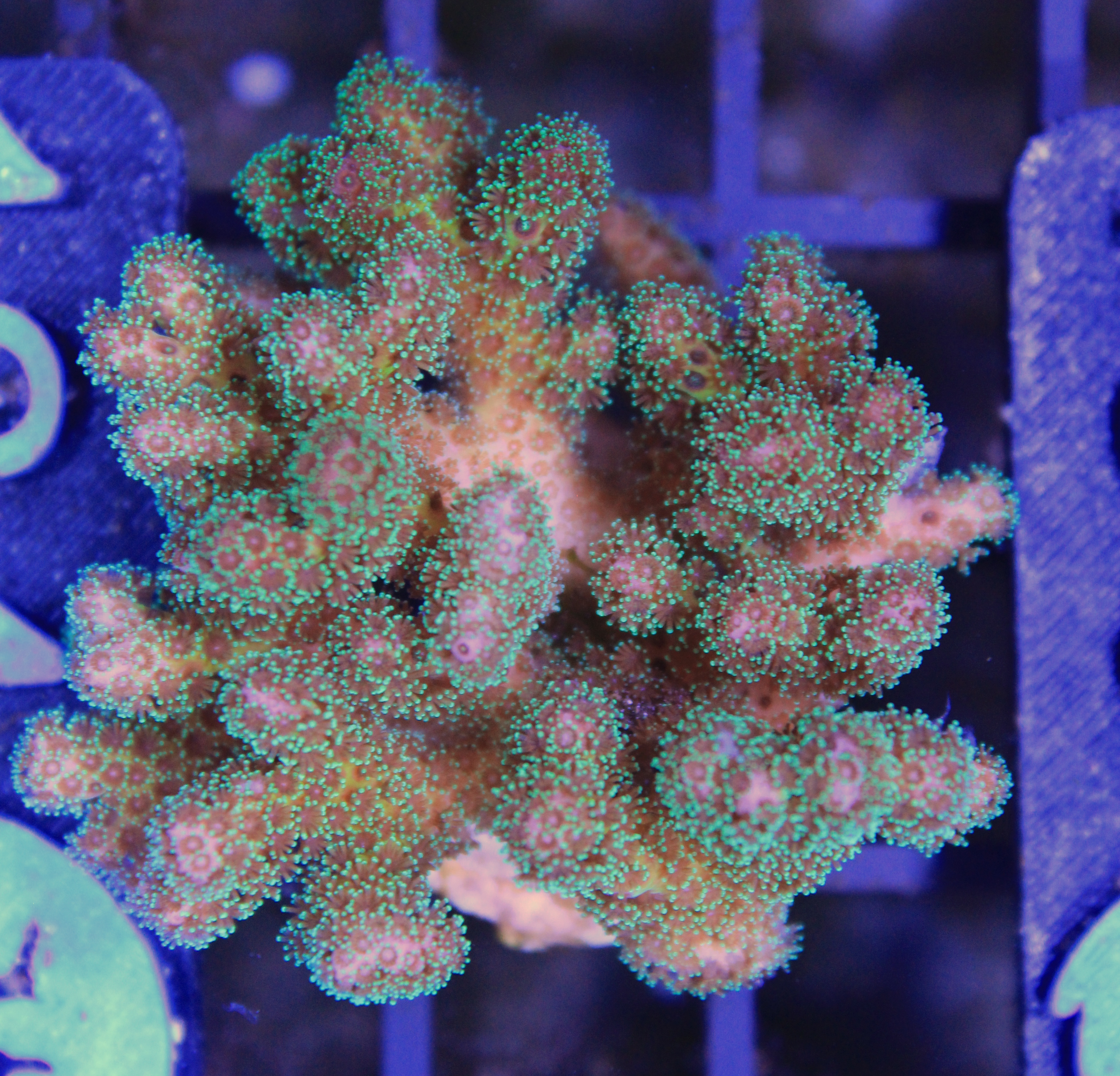 134 Pocillopora Green