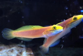 Valenciennea Bella