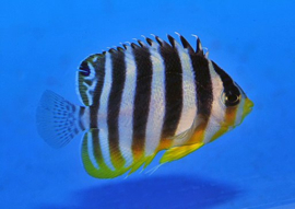 Paracentropyge Multifasciata