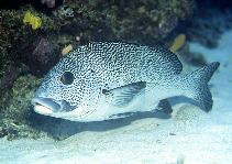 Plectorhinchus Pictus