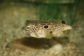 Chilomycterus Schoepfii