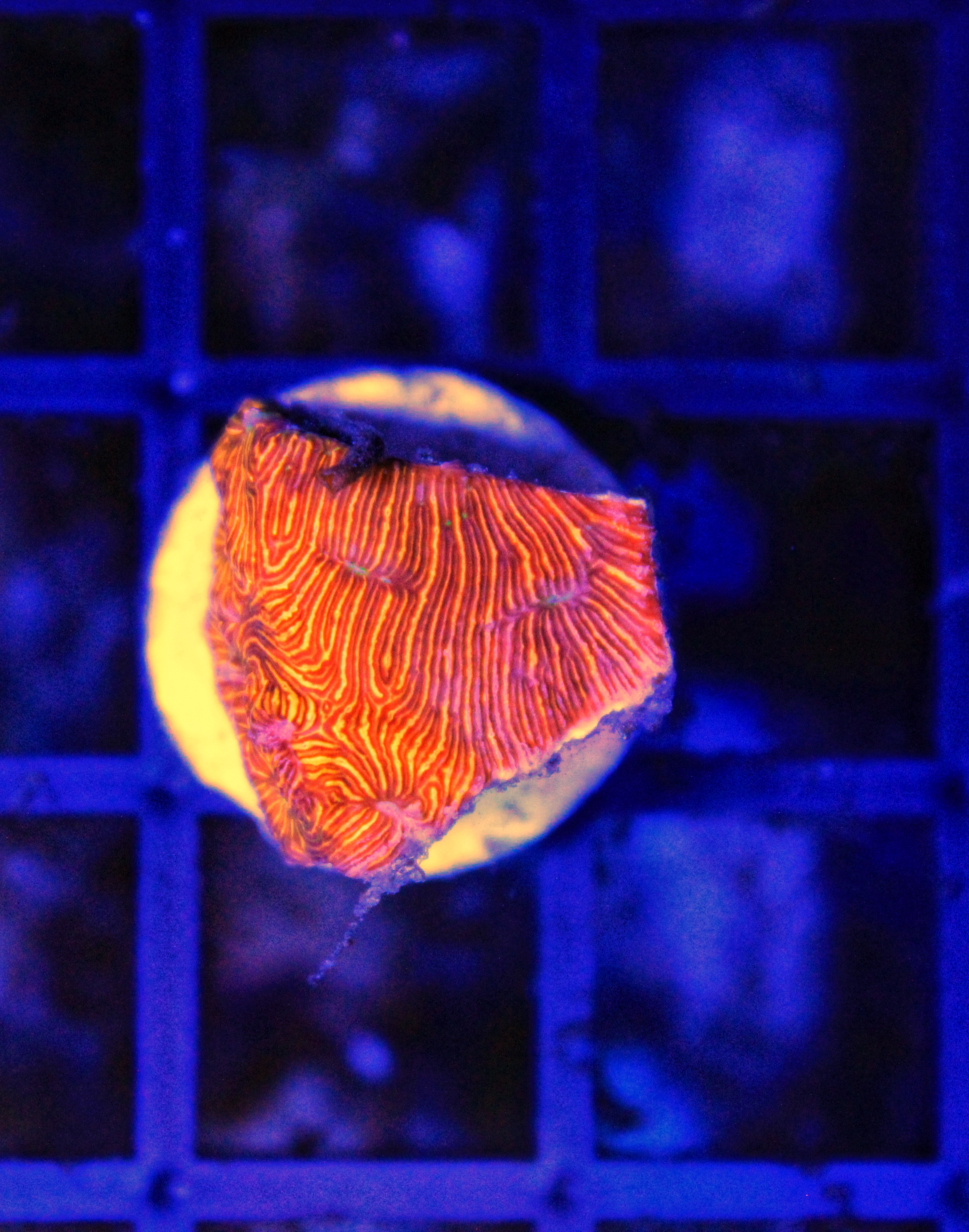 145 Leptoseris (Jason Fox Jack-O-Lantern) ( Senna’s koralen eigen kweek )