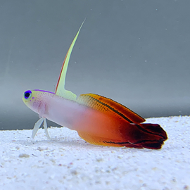 Nemateleotris Magnifica