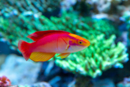 Cirrhilabrus Jordani