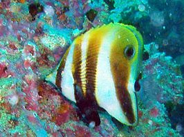 Coradion Melanopus