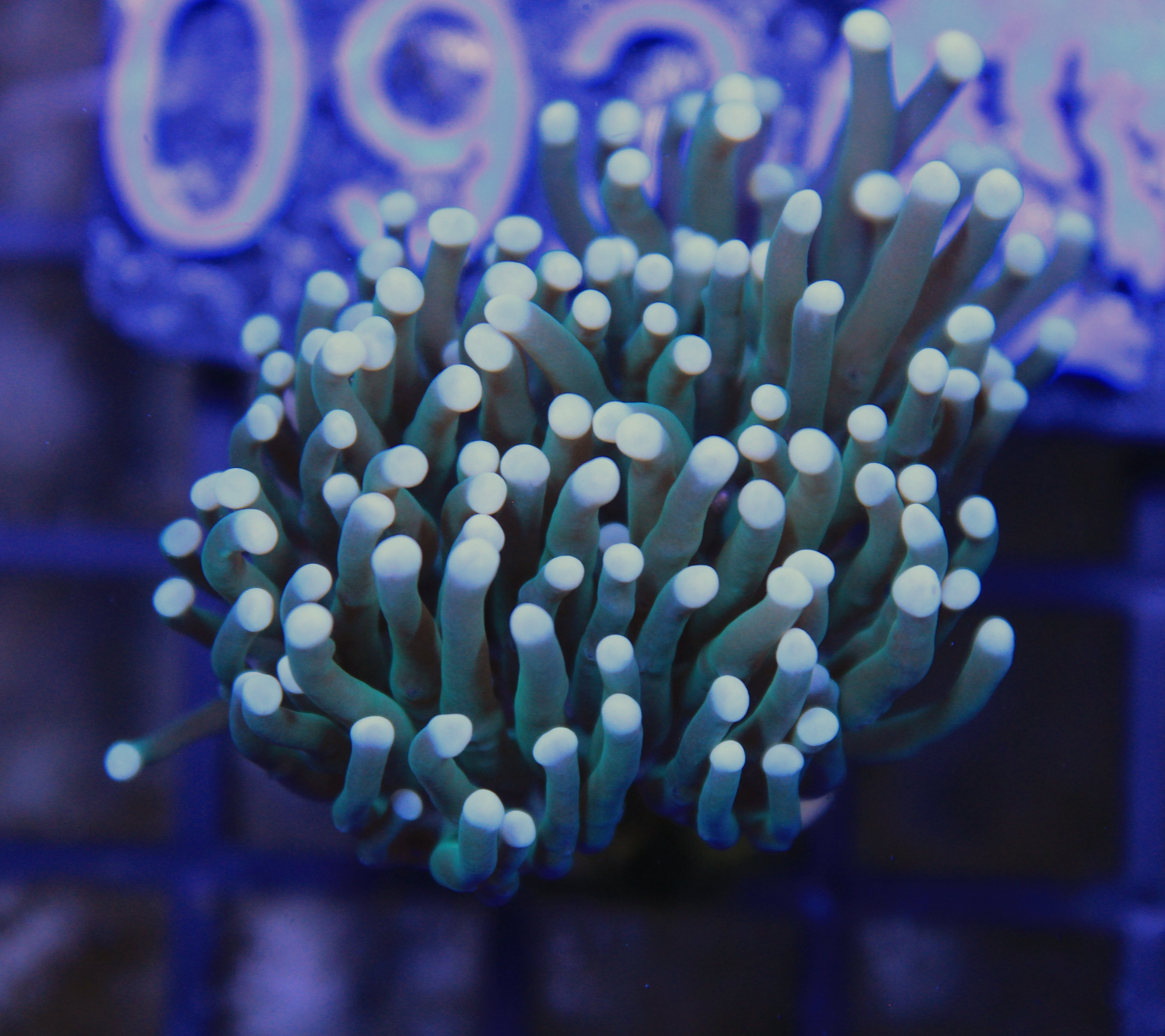 174 euphyllia green