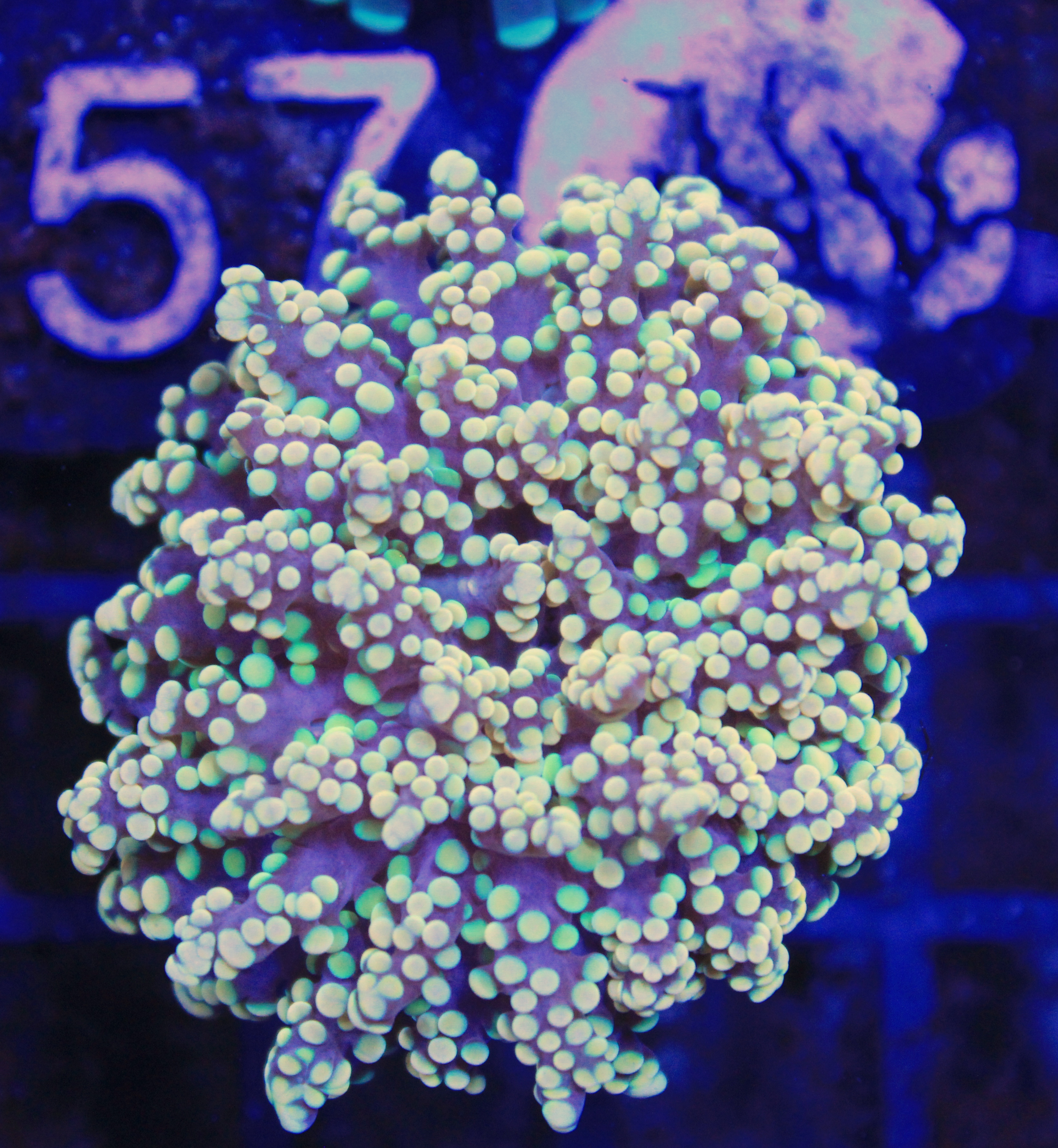 198 euphyllia paradevisa