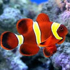 Amphiprion  Epigramma -Gold Stripe