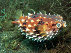 Cyclichthys Orbicularis