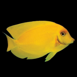 Acanthurus Pyroferus Yellow S ( Juv )