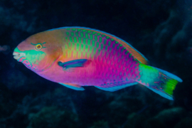 Papegaaivis