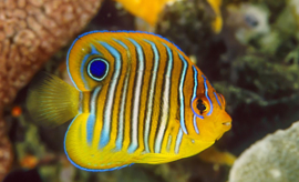 Pygoplites Diacanthus ( JUV TB )