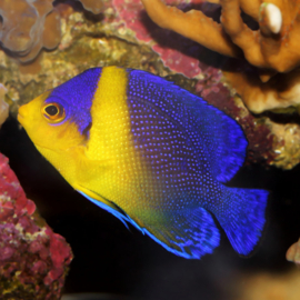 Paracentropyge venusta - T.B.
