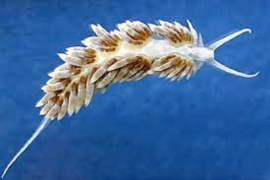 Berghia Nudibranch ( tegen glasanemonen )