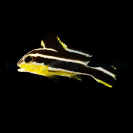 Diagramma pictum JUV