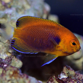 Centropyge Fisheri