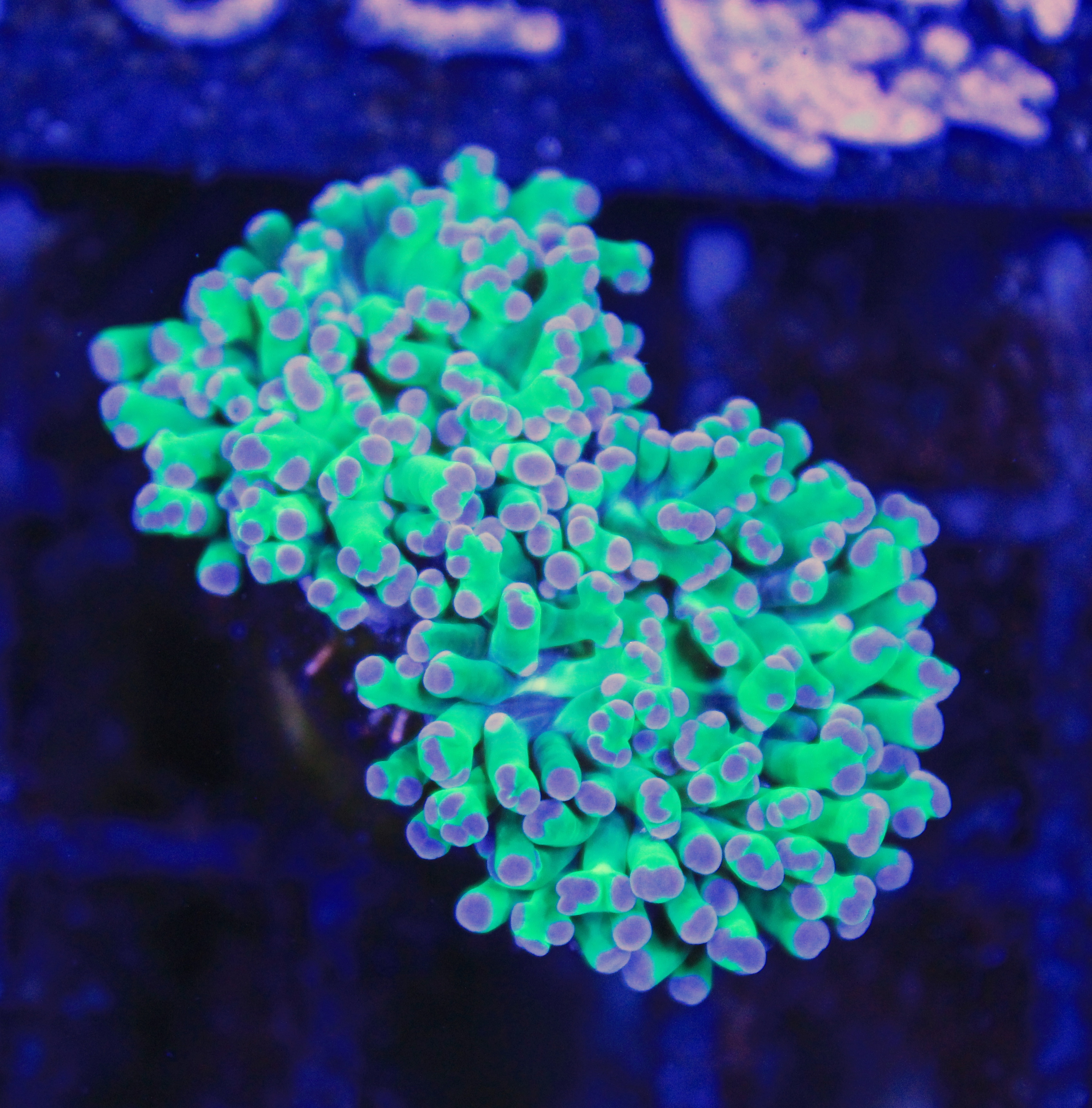 171 euphyllia Frogspawn 2 koppen