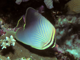 Chaetodon Baronessa