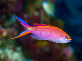Pseudanthias Smithvanizi