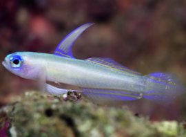 Tryssogobius colini