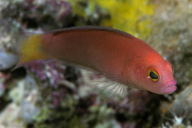 Lubbockichthys multisquamatus