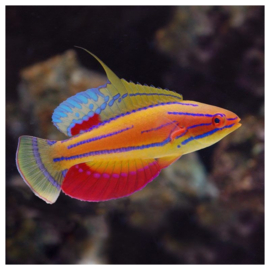 Paracheilinus Mccoskeri