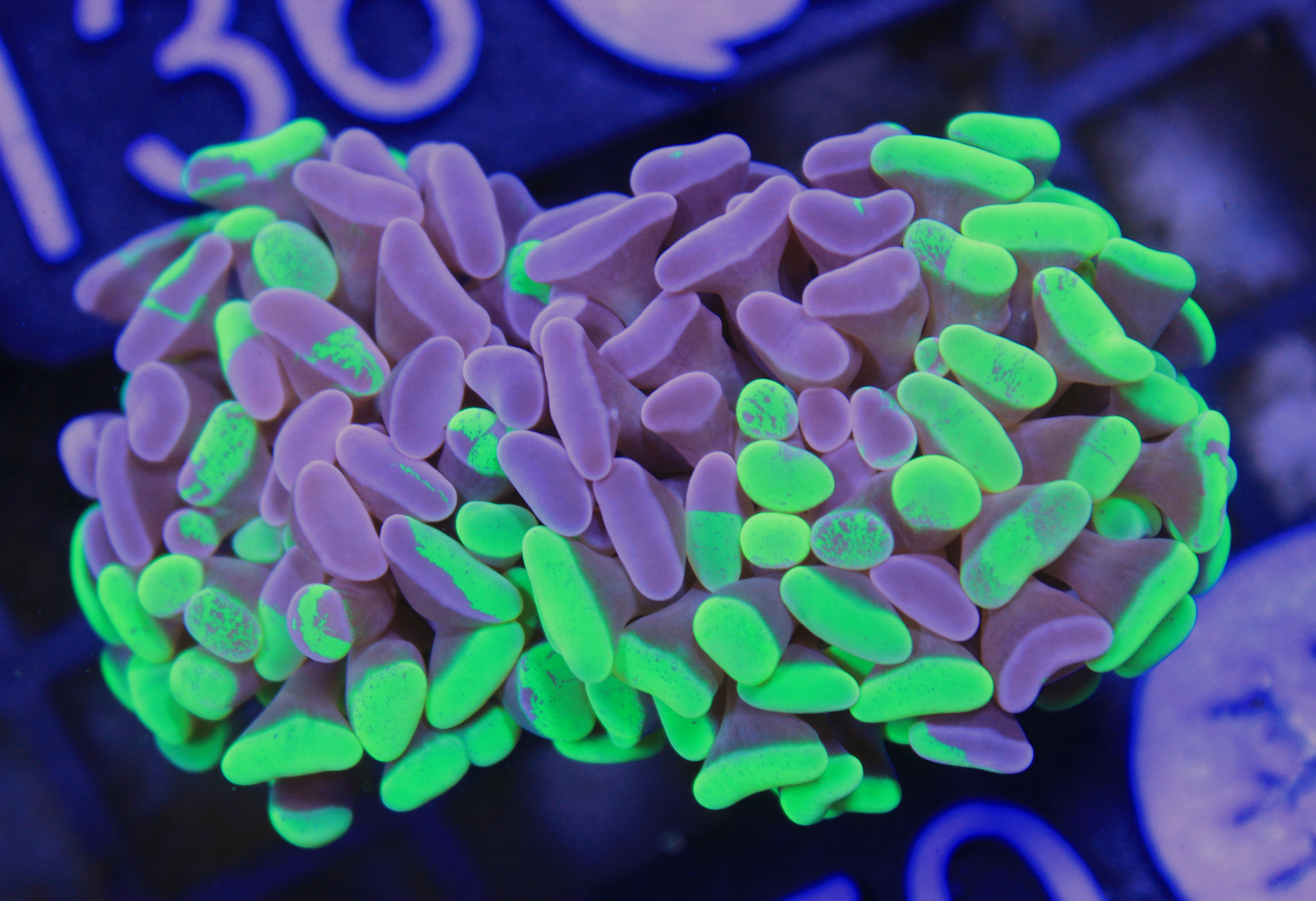 170 euphyllia paraancora grafted 2 koppen