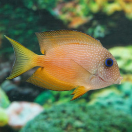 Ctenochaetus Binotatus (M)