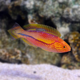 Cirrhilabrus Lanceolatus