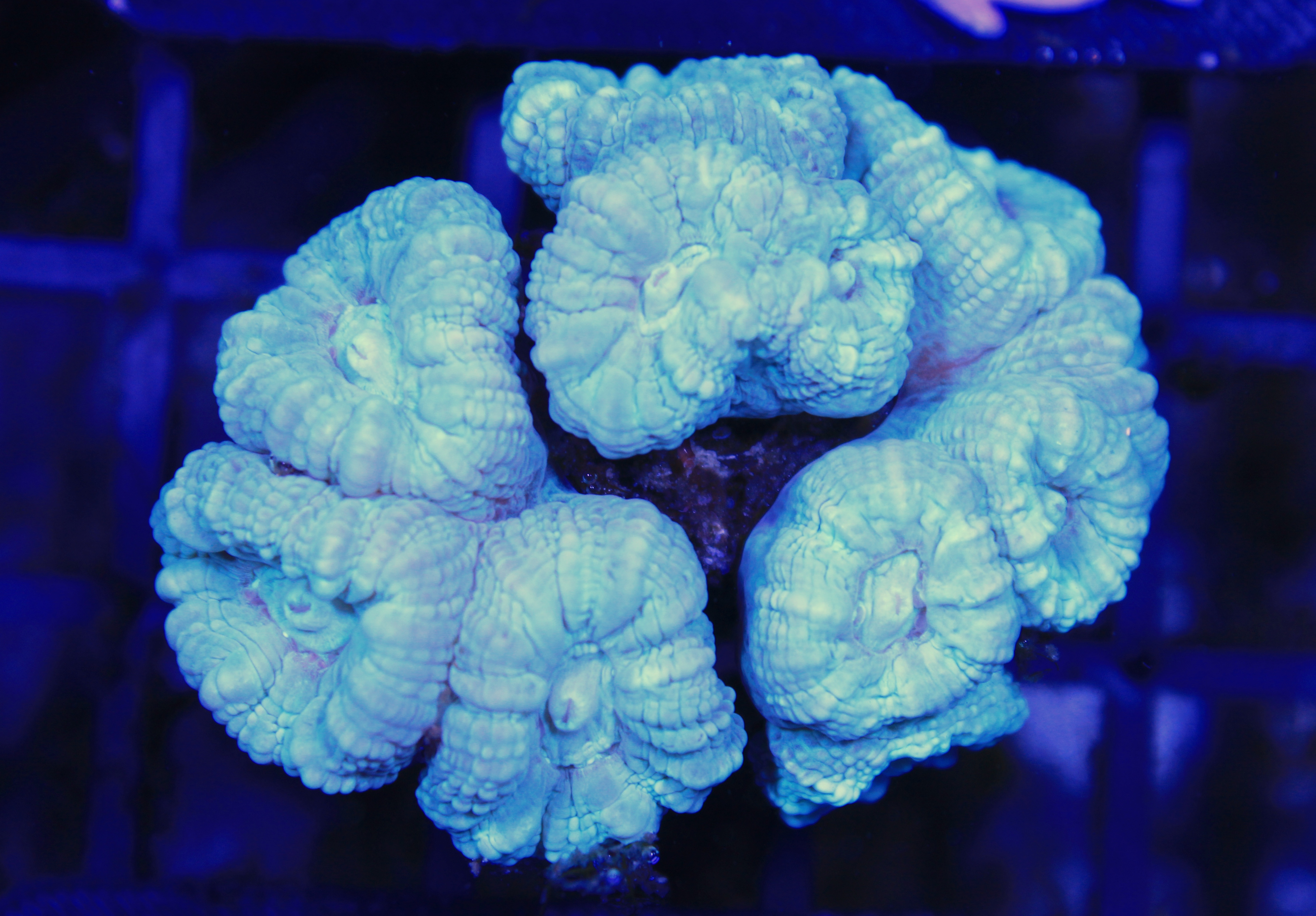 103 caulastrea blue