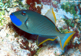 Xanthichthys Auromarginatus
