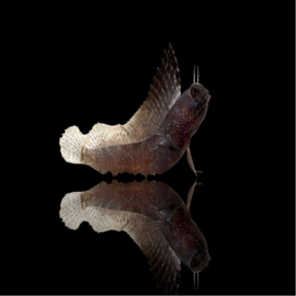 Emblemaria Pandionis