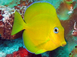 Acanthurus Coeruleus JUV (S)